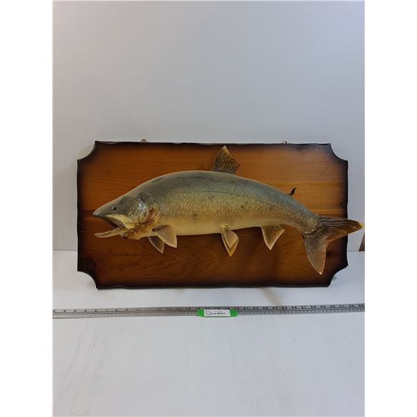 # Lake Trout Mount on Wood Plaque - 30  x 16 