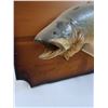 Image 2 : # Lake Trout Mount on Wood Plaque - 30" x 16"
