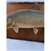Image 3 : # Lake Trout Mount on Wood Plaque - 30" x 16"
