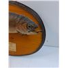 Image 2 : # Lake Trout Fish Mount on Wood Plaque - 14" x 11"