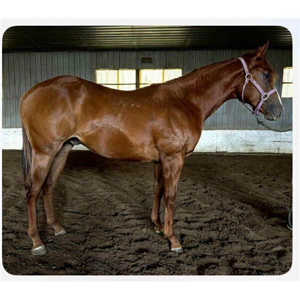 Pending (First Down Leaving x Not Too Shiny TB