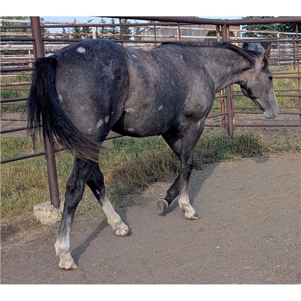 JB Fames Easy Effort