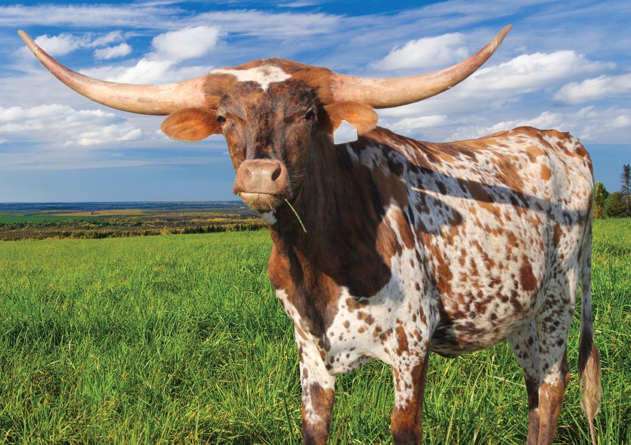 Silver Rhinestone 321 - Hired Hand Live