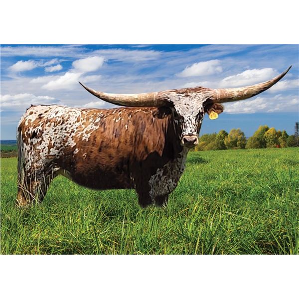Dustys Gypsy HCL