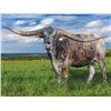 Image 1 : A&S Speckled Cowboy