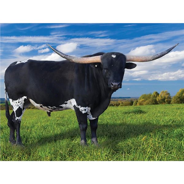 BR Black Magic XL