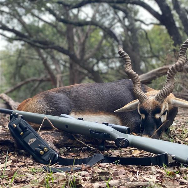 Blackbuck Hunt at Stone Creek Ranch