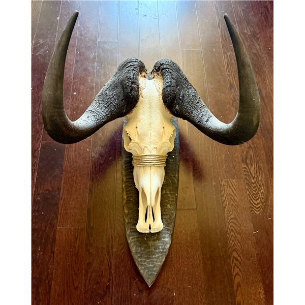 African skull mount