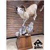 Image 1 : $1000 Taxidermy Certificate