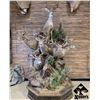 Image 2 : $1000 Taxidermy Certificate