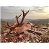 Image 2 : 4-Day Spain $3,000 Trophy Credit Towards Red Stag, Fallow, Mouflon for 1 Hunter