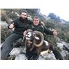Image 4 : 4-Day Spain $3,000 Trophy Credit Towards Red Stag, Fallow, Mouflon for 1 Hunter