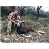 Image 6 : 4-Day Spain $3,000 Trophy Credit Towards Red Stag, Fallow, Mouflon for 1 Hunter