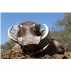 Image 2 : 10-Day Namibia Eland, Impala, Warthog Hunt for 1 Hunter & 1 Non-Hunter