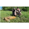 Image 1 : 5-Day Serbia Roe Deer Hunt for 2 Hunters or 1 Hunter & 1 Non-Hunter