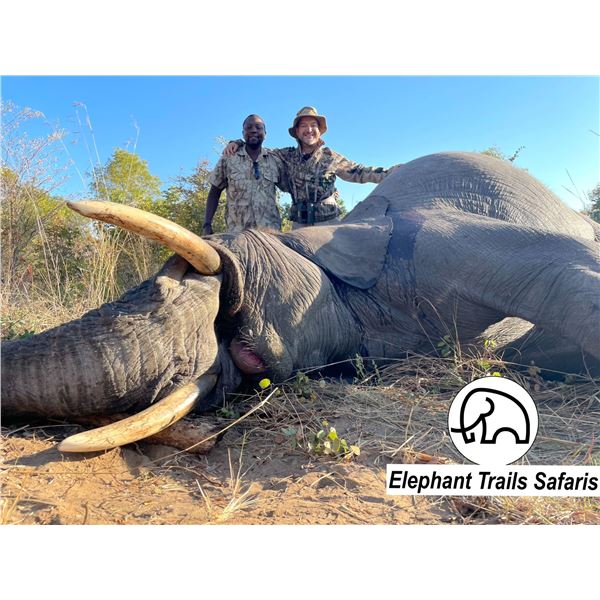7-Day Zimbabwe Tuskless Elephant Hunt for 1 Hunter