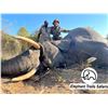 Image 1 : 7-Day Zimbabwe Tuskless Elephant Hunt for 1 Hunter