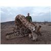 Image 1 : 9-Day Namibia Damara Dik-Dik & Giraffe Hunt for 1 Hunter