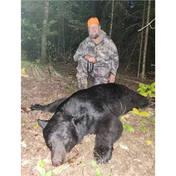 3-Day Michigan Black Bear or Bobcat Hunt w/Hounds for 1 Hunter
