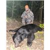 Image 1 : 3-Day Michigan Black Bear or Bobcat Hunt w/Hounds for 1 Hunter