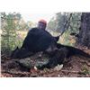 Image 2 : 3-Day Michigan Black Bear or Bobcat Hunt w/Hounds for 1 Hunter
