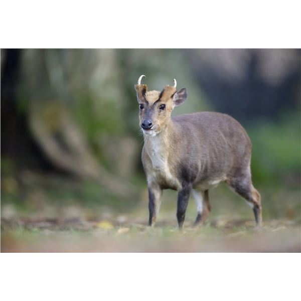 1-Evening England Muntjac Doe Hunt for 1 Hunter