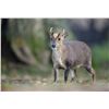 Image 1 : 1-Evening England Muntjac Doe Hunt for 1 Hunter