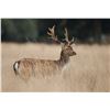 Image 2 : 1-Evening England Muntjac Doe Hunt for 1 Hunter