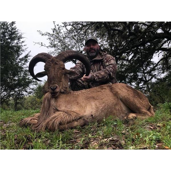 5-Day Texas Exotics Hunt $7,500 Credit 2-5 Hunters