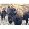 Image 3 : 1-Day Michigan Bison Hunt for 1 Hunter & 1 Non-Hunter
