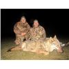 Image 2 : 6-Day Macedonia Wolf Hunt for 2 Hunters or 1 Hunter & 1 Non-Hunter
