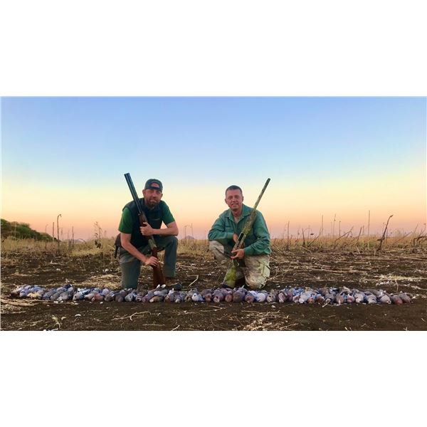 7-Day South Africa Dove & Upland Bird Hunt for 2 Hunters