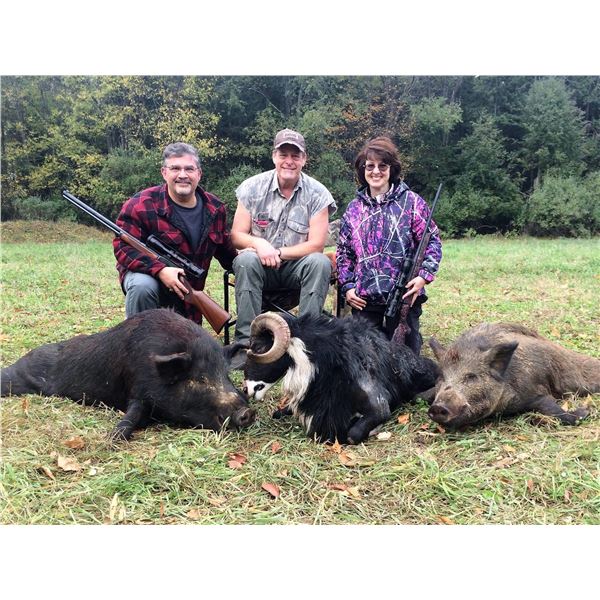 2-Day Michigan Hog or Ram Hunt for 1 Hunter