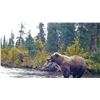 Image 2 : 8-Day Alaska Grizzly/Brown & Black Bear Hunt for 1 Hunter