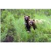 Image 4 : 8-Day Alaska Grizzly/Brown & Black Bear Hunt for 1 Hunter