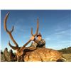Image 2 : 3-Day Texas Axis Deer Hunt for 2 Hunters