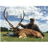 Image 4 : 3-Day Texas Axis Deer Hunt for 2 Hunters