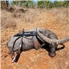 Image 1 : 5-Day Australia Trophy Buffalo & Cull Buffalo Cow Hunt for 1 Hunter & 1 Non-Hunter