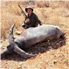 Image 2 : 5-Day Australia Trophy Buffalo & Cull Buffalo Cow Hunt for 1 Hunter & 1 Non-Hunter