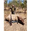 Image 4 : 5-Day Australia Trophy Buffalo & Cull Buffalo Cow Hunt for 1 Hunter & 1 Non-Hunter
