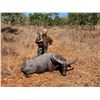 Image 5 : 5-Day Australia Trophy Buffalo & Cull Buffalo Cow Hunt for 1 Hunter & 1 Non-Hunter