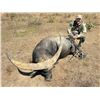 Image 6 : 5-Day Australia Trophy Buffalo & Cull Buffalo Cow Hunt for 1 Hunter & 1 Non-Hunter