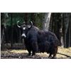 Image 1 : 1-Day Michigan Mongolian Yak or Watusi Hunt for 1 Hunter & 1 Non-Hunter
