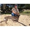 Image 5 : 3-Day Texas Trophy Whitetail & Exotic Credit Hunt for 2 Hunters