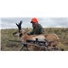 Image 1 : 3-Day Wyoming Pronghorn Antelope Hunt for 1 Hunter
