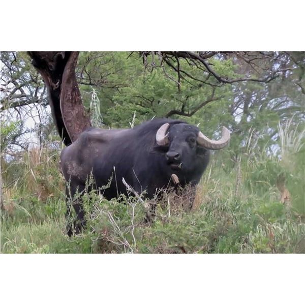 5-Day Argentina Water Buffalo Hunt for 1 Hunter