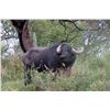 Image 1 : 5-Day Argentina Water Buffalo Hunt for 1 Hunter