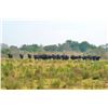 Image 3 : 5-Day Argentina Water Buffalo Hunt for 1 Hunter