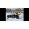 Image 1 : Shiras Moose Hunt with Canada West Outfitters