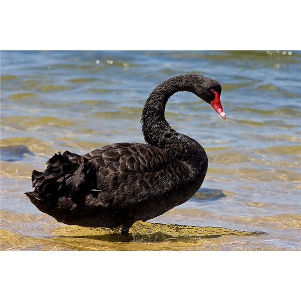 New Zealand Black Swan Hunt  for one  Cardrona Outfitters